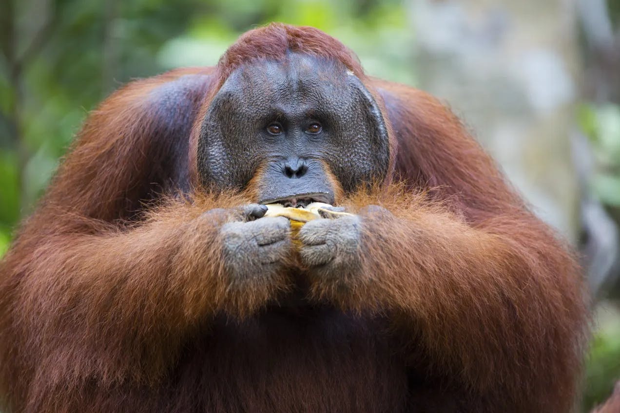 En orangutang hann sitter og spiser en banan. Fotografi.