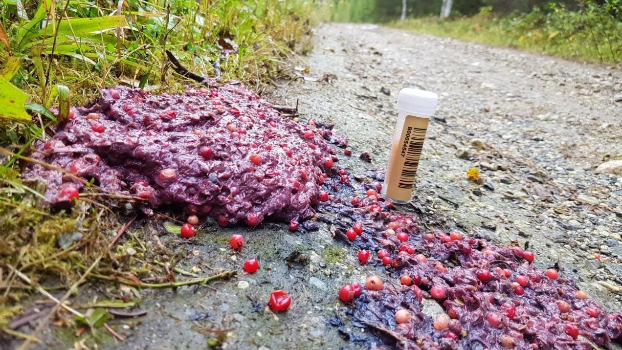 Bjørnebæsj i kanten av en skogsvei. Bæsjen har rosa farge, og hele røde bær. Det ser ut bjørnen har vært løs i magen. Fotografi.