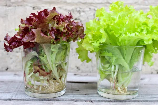 To salater i glass med vann. Fotografi