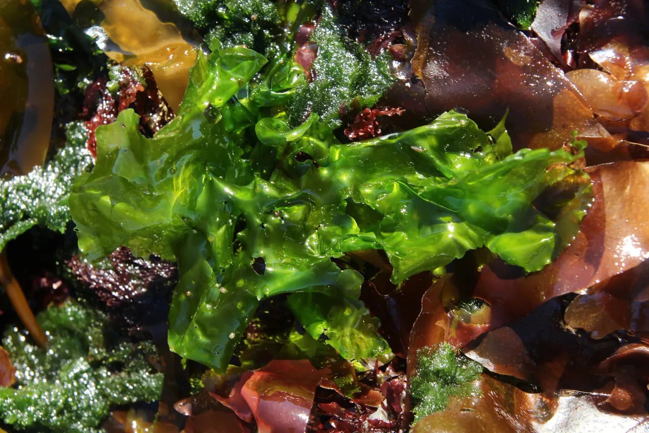 Havsalat. Den haren tydelig grønn farge og ligner på vanlig salat.