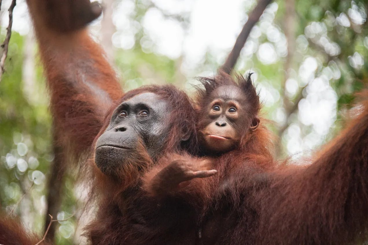En orangutang mor med barnet sitt på ryggen. Begge har rødlig pels. Fotografi.