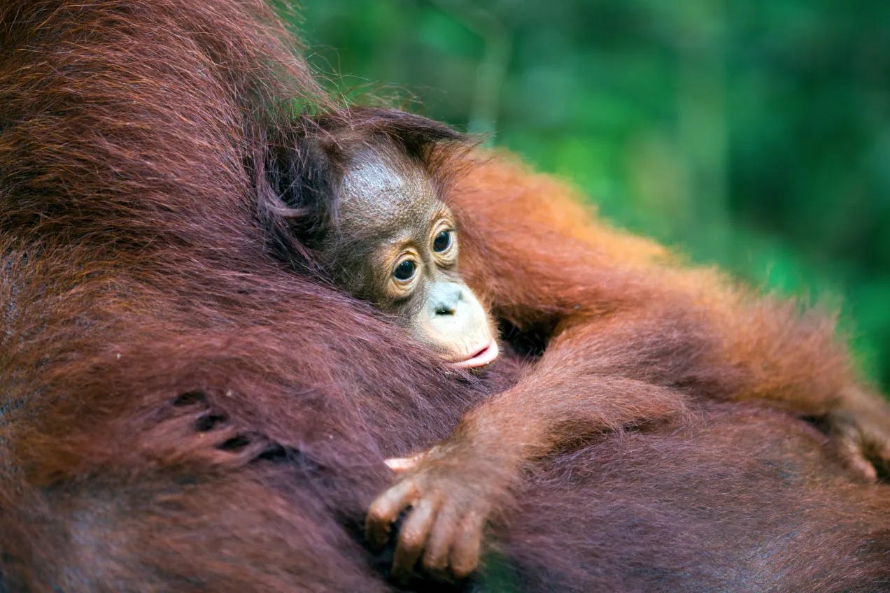 En orangutangbaby hviler på moren sin. Fotografi