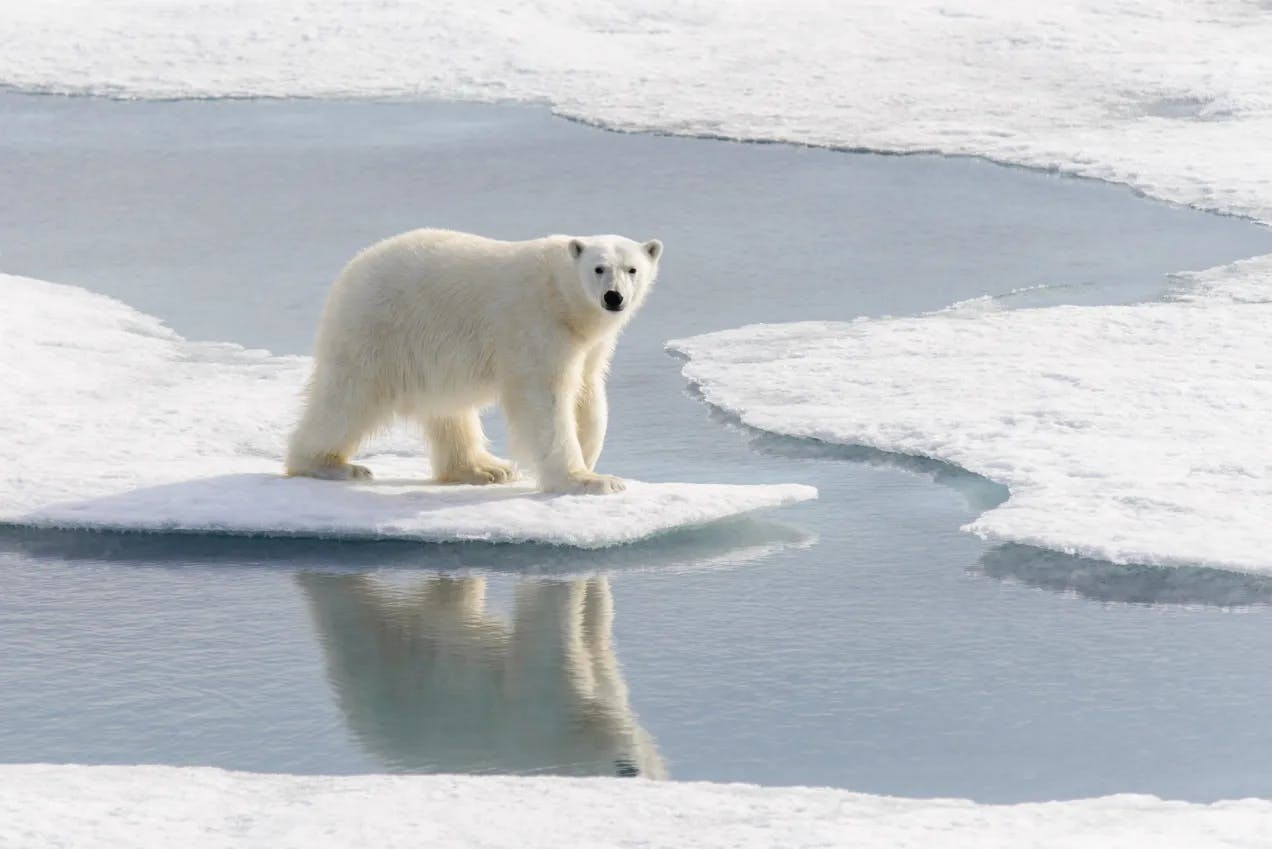 En isbjørn står på et isflak omringet av vann og is. Isbjørnen reflekteres i vannet. Fotografi.