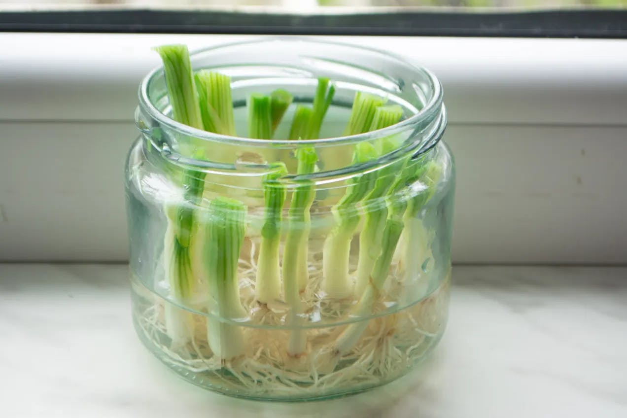 Grønne vårløkspirer i et syltetøyglass med vann. Fotografi.