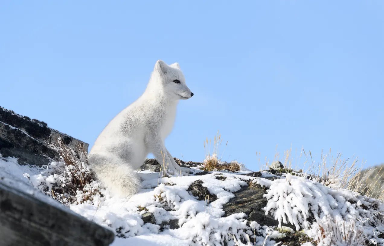En fjellrev med hvit pels står i et fjellandskap. Fotografi.