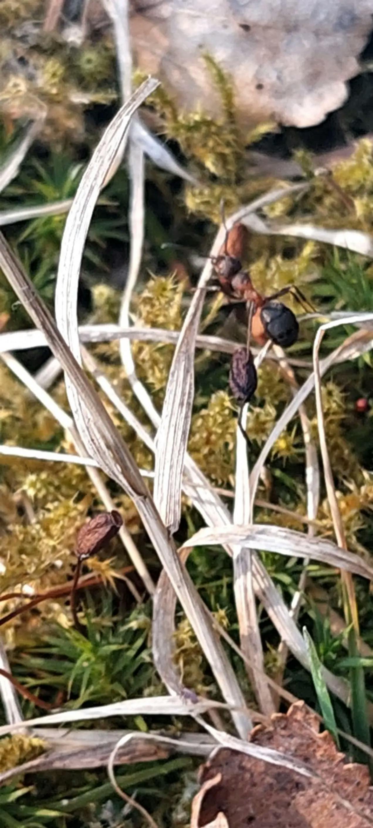 Maur som klatrer på et strå. Skogbunn med mose og blader. Fotografi.