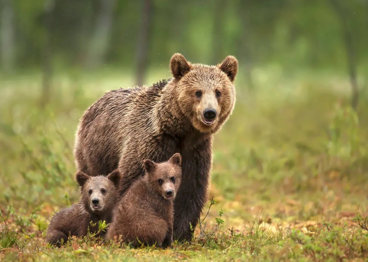 En bjørnemamma med to bjørnunger. Fotografi.