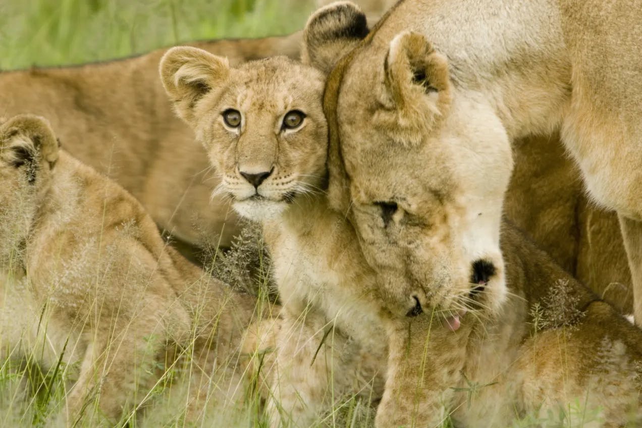En stor hunnløve lener hodet sitt inntil en løveunge som står ved siden av. Vi ser to andre løvekropper ligge og hvilke ved siden av, og gresstrå som står opp mellom dem.