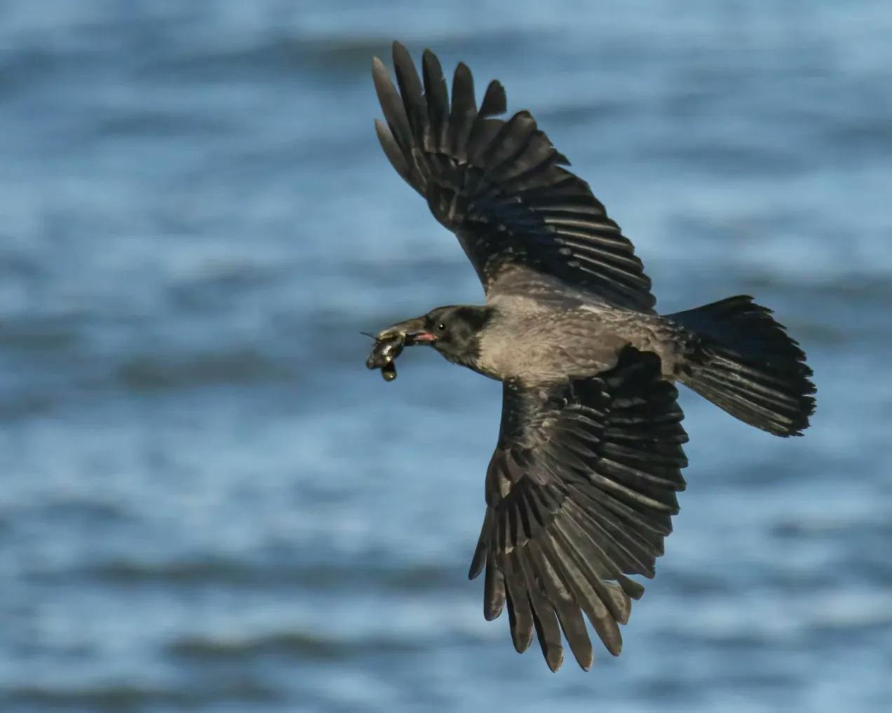 Flyvende kråke med utstrakte, svarte vinger som har noe sort og slimete i munnen. Blå sjø i bakgrunnen.