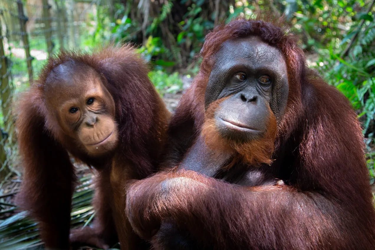 Overkroppene til to orangutanger, hvor den til høyre er synlig eldre enn den andre. Moren til høyre har mørkere ansikt og mer skjegg, men ssønnen har lyst ansikt og ikke synlig skjeggvekst.