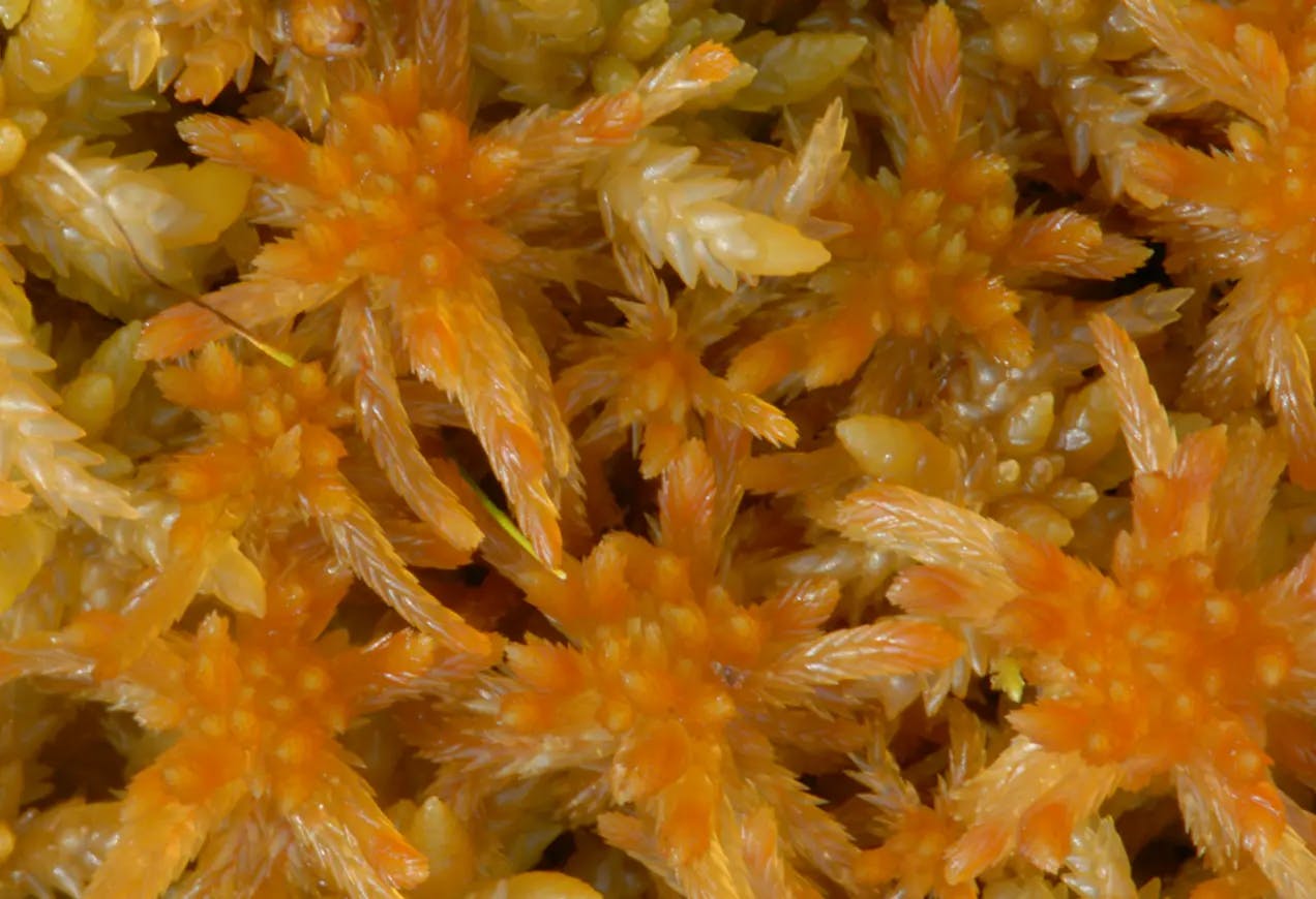 Nærbilde av trøndertorvmosen som oransje i midten, og ser litt ut som en stjerne med sine gule armer som går ut fra midten