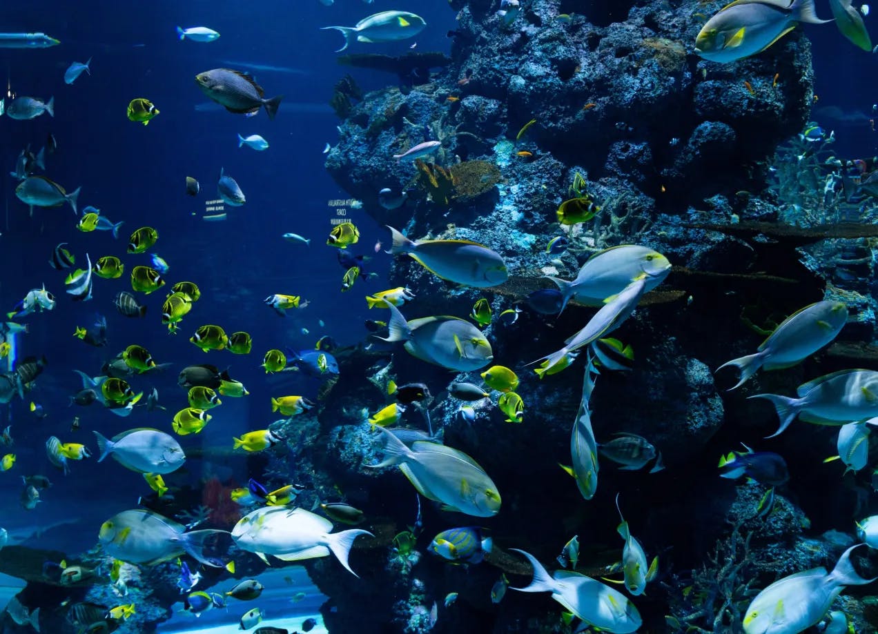 Masse fargerike fisk i havet, under dyp blått vann. Noen av fiskene er lyseblå og flate, mange er helt gule med blått hodet. Mørke koraller i bakgrunnen.