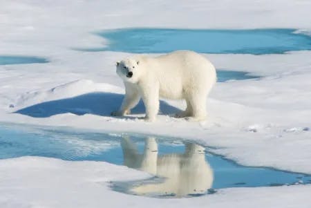 En hvit isbjørn som går i et snølandskap. Fotografi.