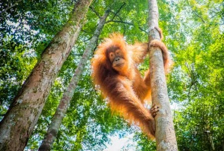 En orangutang med lang rød-orange pels holder seg fast i et tre. Fotografi.