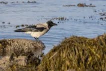 Kråke står på tuppen av en stein dekker av rur. Rundt den er det blå sjø med flytende tang. Kråka har et svart hode og svarte vinger, og fjærene ellers er hvite.